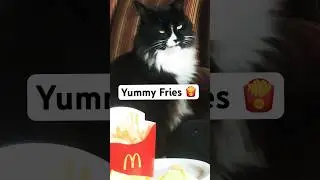 Cat loves McDonald&rsquo;s Fries 🍟 #cat #food #cute
