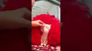 Котёнок Шушко без ушко #дети #music #family #artist