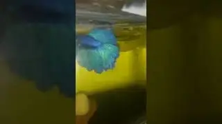 bettas love😍