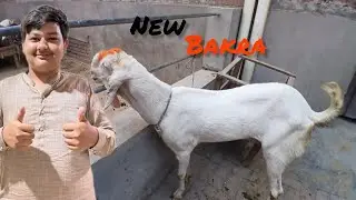 2026 ki qurbani k bakra aana shuru ho gaye....🥰😇🥰😇 bhot payara ha .