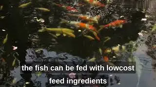 mealworm farming, petfood,fish feed,future edible food,mealworm farming pakistan