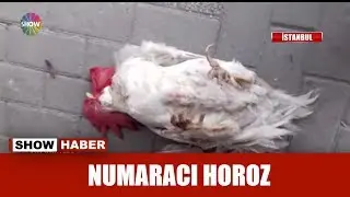Numaracı Horoz!