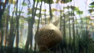 Leo Burnett - Freeview - Tadpoles