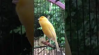 Yellow Canary Song That Can Make All the Canaries Sing Along | The Best Canary Singing Training