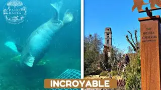 🦒Visite de PAIRI DAIZA & découverte de la saison 2023 (wow!)