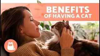 7 ADVANTAGES of Adopting a CAT 🐱✅ Why CATS Are the BEST