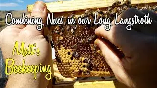 Combining Nucs in our Long Langstroth - Matt's Vlog #25