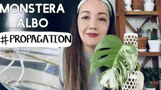 How to Propagate a Monstera Albo / Propagation and Rooting in Water / How to Prevent Root Rot