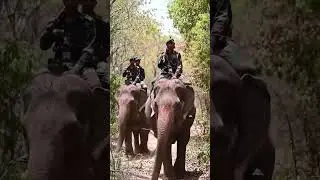 Power and Pride &ndash; Indian Army on Elephant Patrol #shorts #explore #army #adventure #soldier #nature