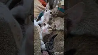 Good morning 🙏 दोस्तो  my kitty playing with me 🩷❤️❤️❤️🩷🩷🩷🩷