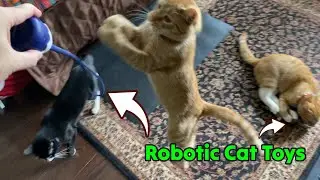 2 Addictive Robotic Cat Toys Found on Amazon 🐈 Gadgetify
