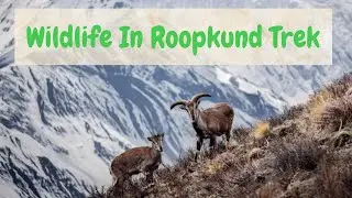 Never seen in any Roopkund Trek video [ Part-1]