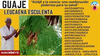 GUAJE planta curativa Y CIENCIA