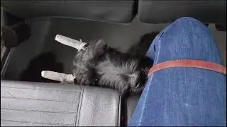 #BusRide #GiantSchnauzer 