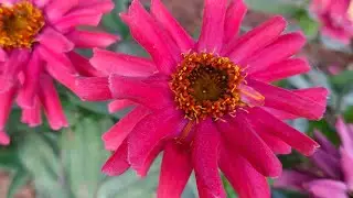 सर्दियों सीजन का फ्लावर कलेक्शन winter season kiflower