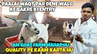AISA Q BOLE FAISAL BHAI NE ???#amgoatfarmmahapoli  #apnabakraadda 