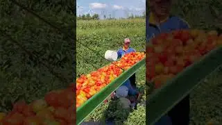 Italian tomatoes02 #farming #fruit #canada #agriculture #shorts #foryou