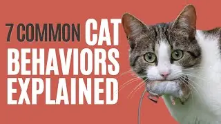 7 Common Cat Behaviors Explained - The Comforted Kitty