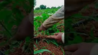 grass harvesting at black gram whole farm #farming #harvesting #youtubeshorts #blackgramwhole...