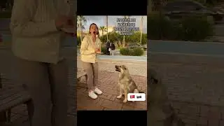Rus turist ile İngilizce anlaşan T&uuml;rk k&ouml;peği