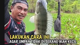 Cara Mancing Nila Agar Umpan tidak di Serang ikan Kecil.