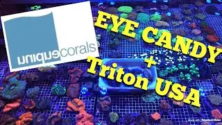 Unique Corals Eye Candy + we visit Triton USA