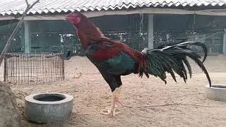 @GoldenRosterFarms @Quality Punjulu Available 2026 SaANKRNTHI 