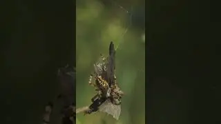 The Spider That Builds Decoys 🕷️🎭