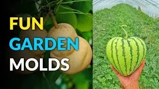 These Fruit Molds Let You Grow Fun Shaped Watermelons and Pumpkins