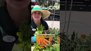 3 Companion Plants for Tomatoes You HAVE to Try!