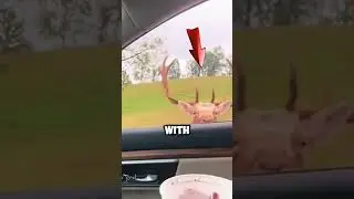 Deer funny video #weird #dog #funny #viral