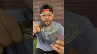&iexcl;Extracci&oacute;n de VENENO DE COBRA escupiendo!