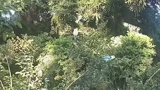 Pale-headed rosellas foraging