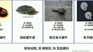 软体动物, 目 柄眼目, 科 坚齿螺科 mollusca 兰屿光泽蜗牛 小丽螺属 海南坚螺 具帶蛇蝸牛 Stylommatophora 中国大脐蜗牛 台湾盾蜗牛 斯文豪大蜗牛 条华蜗牛 巴蜗牛属