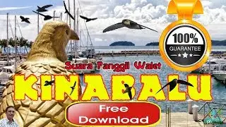SP KINABALU Suaranya Merdu Terukur, Inilah Suara Walet Paling Dicari
