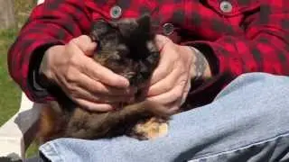 Cat Wags Tail Like Dog