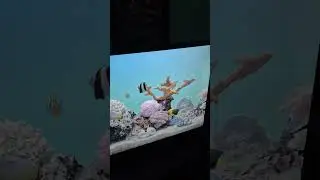 new pokemon app