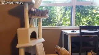 Кот против пса !