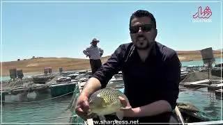 پرۆژە ناوازەکەی ڕانیە...پرۆژەی حەوزی ماسی ھەڵواسراو..