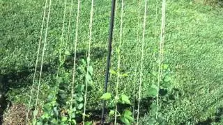 Growing Hops and Brewing Beer - Hop Project Episode 14