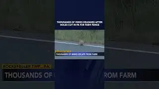 Police: Thousands of minks released after holes cut in Pennsylvania fur farm fence