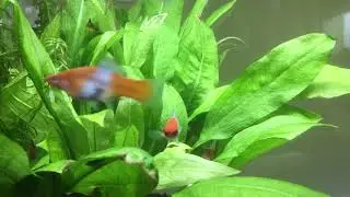 Fish tank tour 17 1 20 1