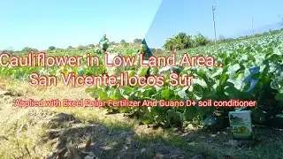 Cauliflower Farm Tour in Ilocos Sur. Pwede pala Sa LowLand Areas...