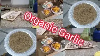 Organic Garlic || Desi Lahsan || city life || punjab Village City Life || samina arts vlogs