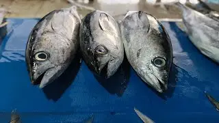 Cutting Tuna on a Wooden Block, Island Style&lrm;#IslandLife #TraditionalWork #TunaCutting