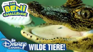 Beni und die wilden Tiere! | Beni Challenge
