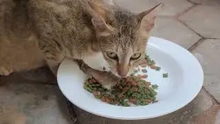 From Starving Faces to Full Bellies 😹 | My Cats’ Mealtime Mood Swing