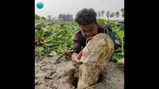 20kg Deep Underground Hole Big Monster Fish Catching Beautiful Village Area #fish #fishing #video