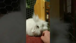 ASMR bunny grooming