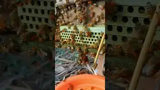 Pollen Trap Captures Bee Effort